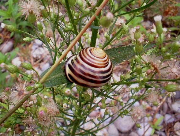 Cepaea nemoralis